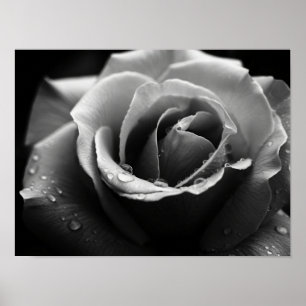Ätherisches monochromes Rosenblatt-Makro Poster
