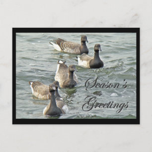 Atlantic Brant Geese Season's Greetings Series Feiertagspostkarte