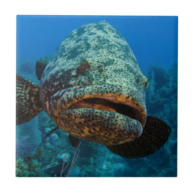 Atlantic Goliath Grouper Fliese (Vorderseite)