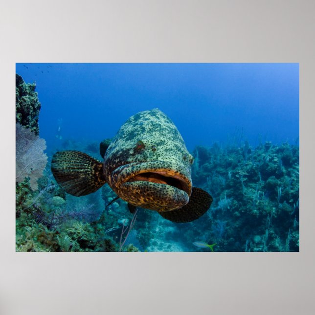 Atlantic Goliath Grouper Poster (Vorne)