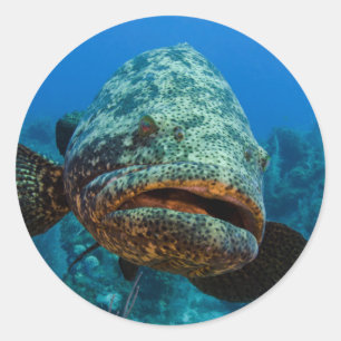 Atlantic Goliath Grouper Runder Aufkleber