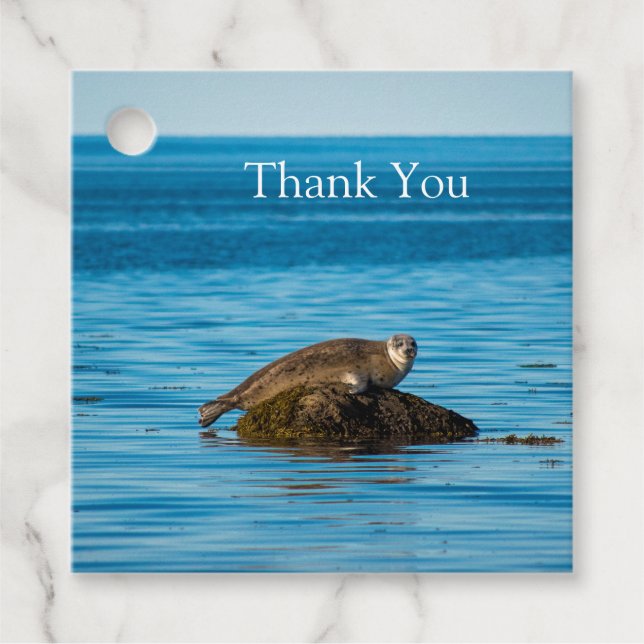 Atlantic Harbor Seal Geschenkanhänger (Vorderseite)