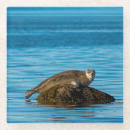 Atlantic Harbor Seal Glasuntersetzer