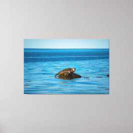 Atlantic Harbor Seal Leinwanddruck