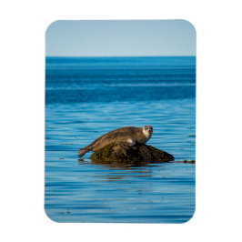 Atlantic Harbor Seal Magnet
