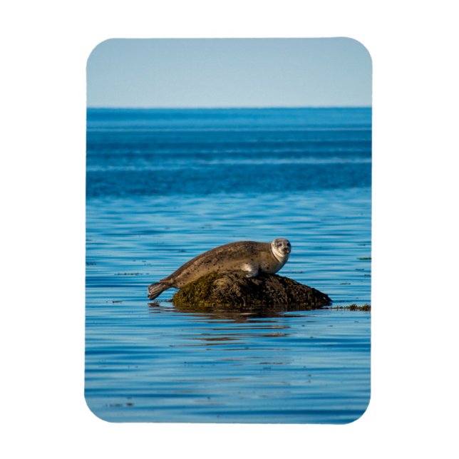 Atlantic Harbor Seal Magnet (Vertikal)