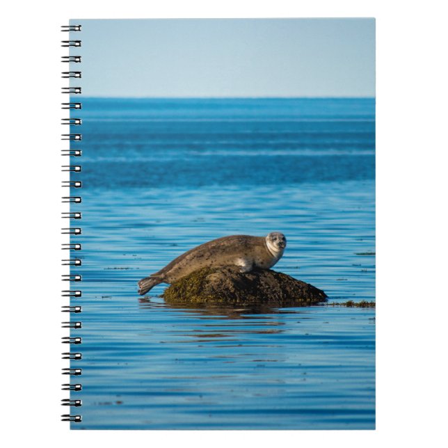 Atlantic Harbor Seal Notizblock (Vorderseite)