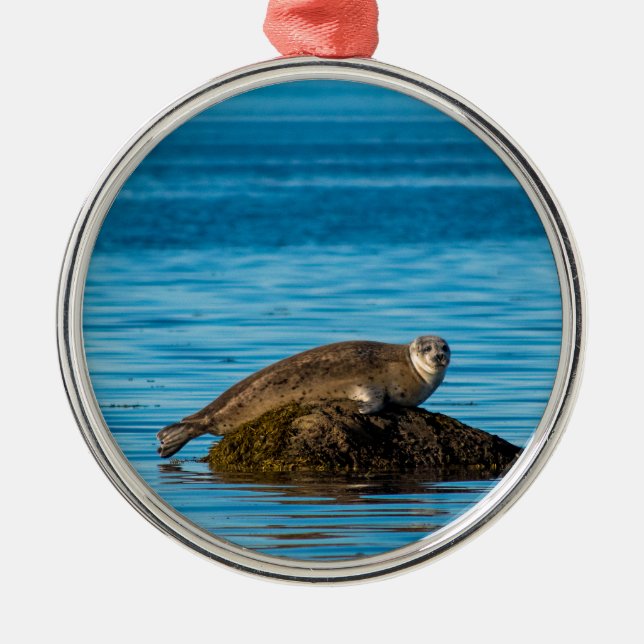 Atlantic Harbor Seal Ornament Aus Metall (Vorne)