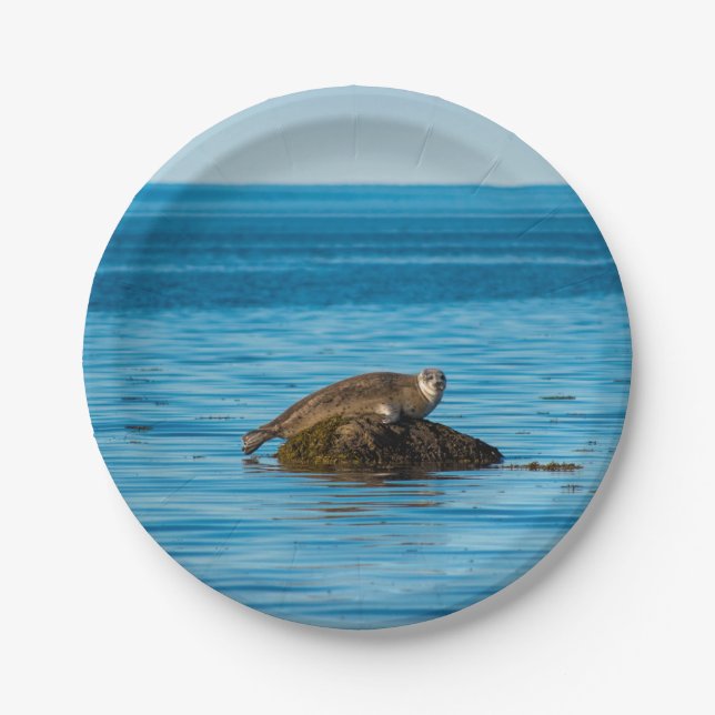 Atlantic Harbor Seal Pappteller (Vorderseite)