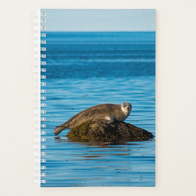 Atlantic Harbor Seal Planer (Vorderseite)