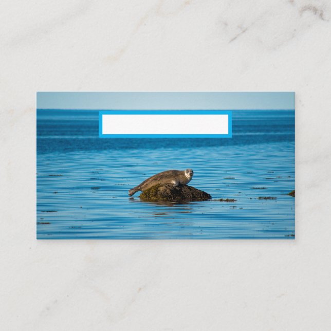 Atlantic Harbor Seal Platzkarte (Vorderseite)