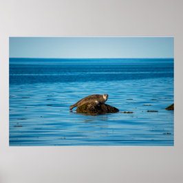 Atlantic Harbor Seal Poster