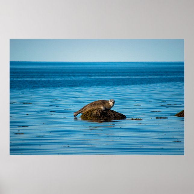 Atlantic Harbor Seal Poster (Vorne)