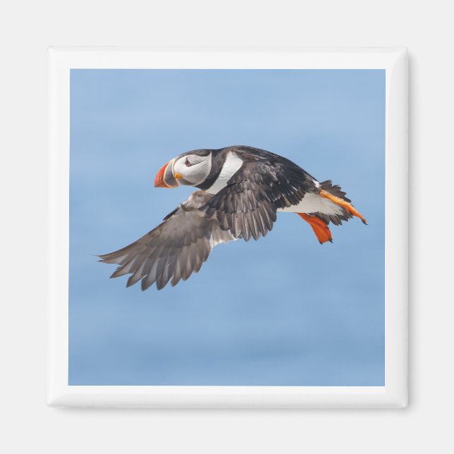 Atlantic Puffin 2x2 magnet (Vorne)