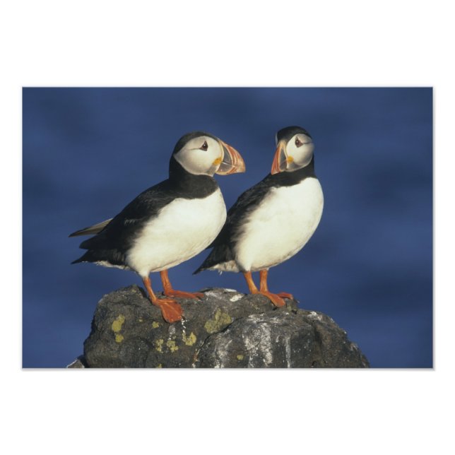 Atlantic Puffin Fotodruck (Vorne)