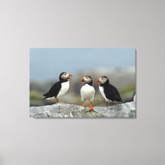 Atlantic Puffin Group Leinwanddruck (Vorderseite)