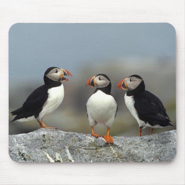 Atlantic Puffin Group Mousepad (Vorne)