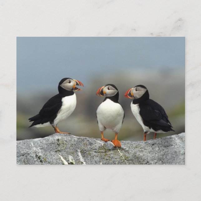 Atlantic Puffin Group Postkarte (Vorderseite)