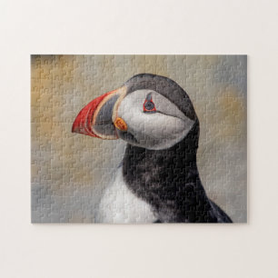 Atlantic Puffin in Machias, Maine