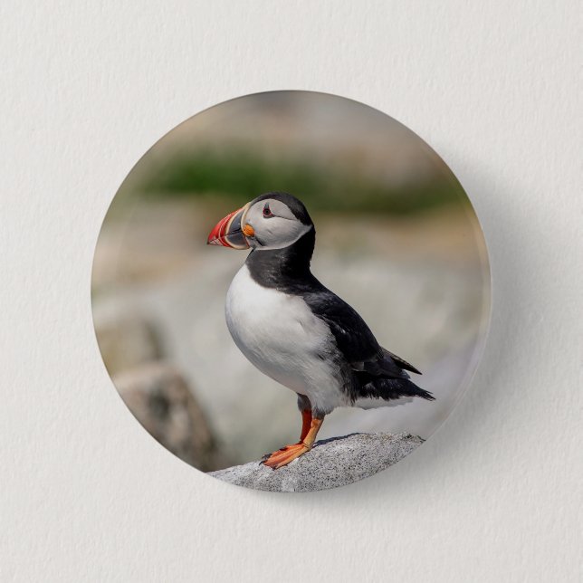 Atlantic Puffin in Machias, Maine Button (Vorderseite)