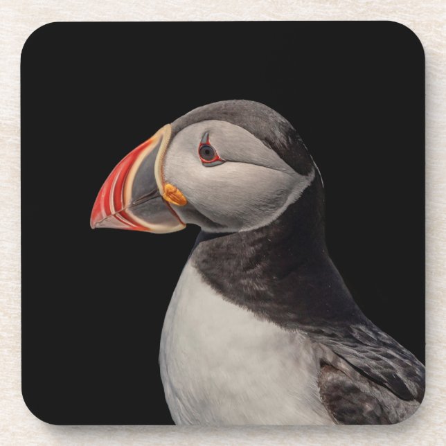 Atlantic Puffin in Machias, Maine Getränkeuntersetzer (Vorderseite)
