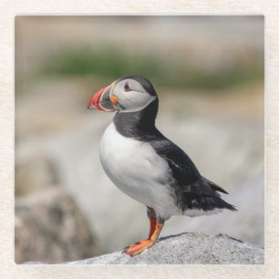 Atlantic Puffin in Machias, Maine Glasuntersetzer