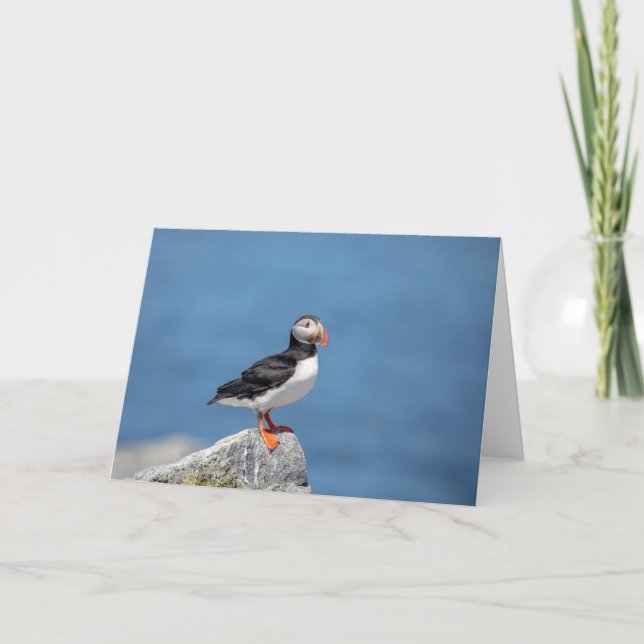 Atlantic Puffin in Machias, Maine Karte (Vorderseite)