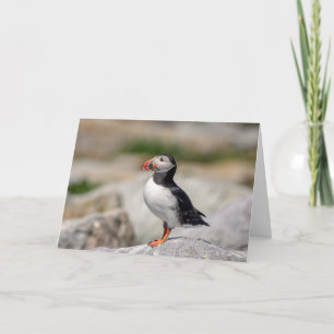 Atlantic Puffin in Machias, Maine Karte