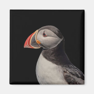 Atlantic Puffin in Machias, Maine Magnet