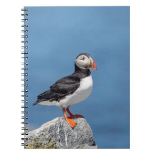 Atlantic Puffin in Machias, Maine Notizblock