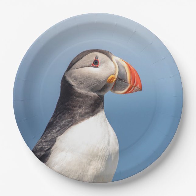 Atlantic Puffin in Machias, Maine Pappteller (Vorderseite)