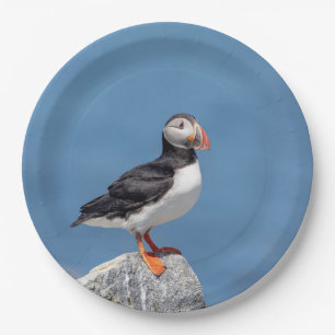 Atlantic Puffin in Machias, Maine Pappteller