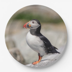 Atlantic Puffin in Machias, Maine Pappteller