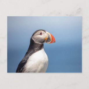 Atlantic Puffin in Machias, Maine Postkarte