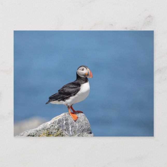Atlantic Puffin in Machias, Maine Postkarte (Vorderseite)