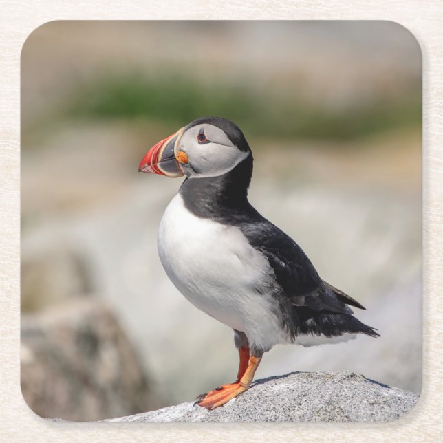 Atlantic Puffin in Machias, Maine Rechteckiger Pappuntersetzer (Vorderseite)