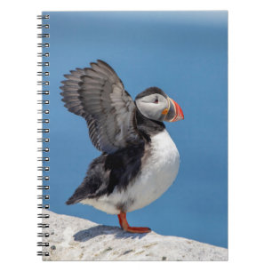 Atlantic Puffin in Machias, ME Notizblock
