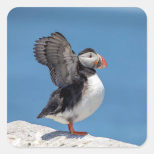Atlantic Puffin in Machias, ME Quadratischer Aufkleber