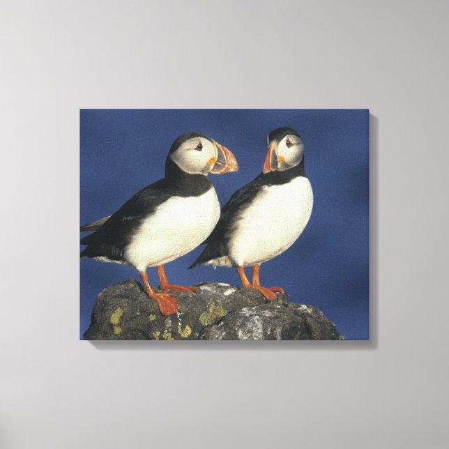 Atlantic Puffin Leinwanddruck (Vorderseite)