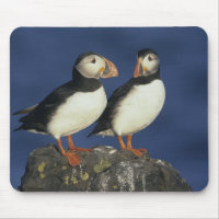 Atlantic Puffin