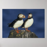 Atlantic Puffin