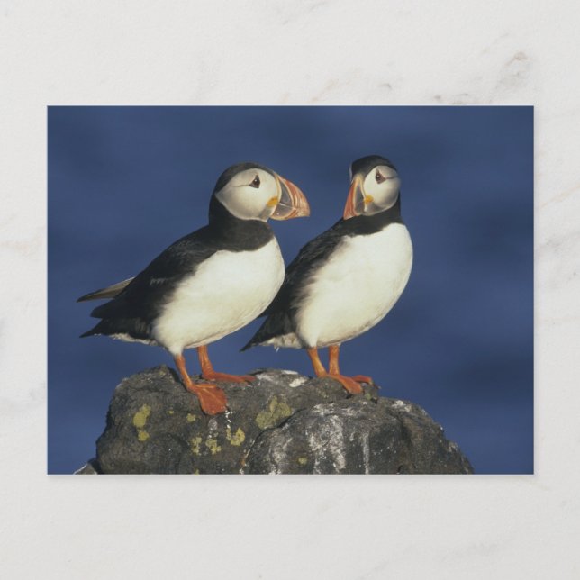 Atlantic Puffin Postkarte (Vorderseite)
