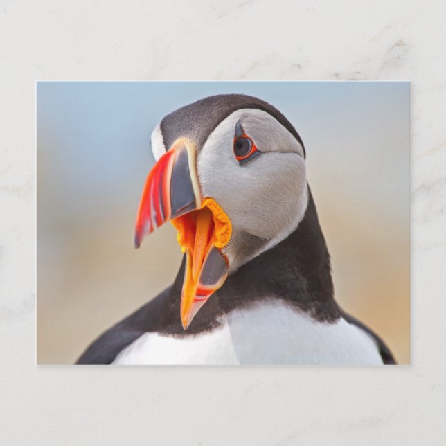 Atlantic Puffin Postkarte (Vorderseite)