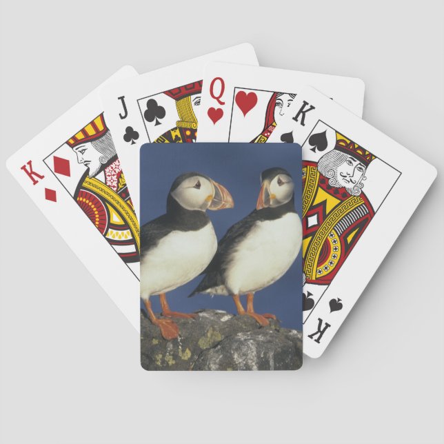Atlantic Puffin Spielkarten (Rückseite)