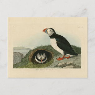 Atlantic Puffin von Audubons Vögeln von Amerika Postkarte