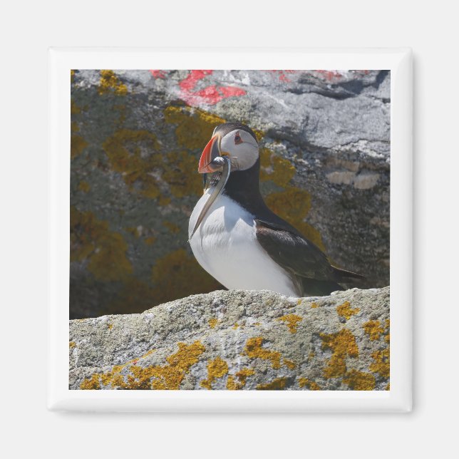 Atlantic Puffin with fish 2x2 magnet (Vorne)