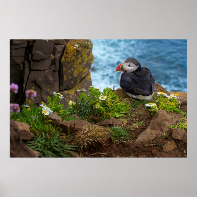 Atlantic Puffins in Latrabjarg Cliffs Poster (Vorne)