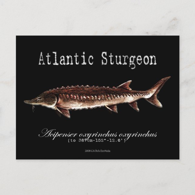 Atlantic Sturgeon-Black-Postcard Postkarte (Vorderseite)