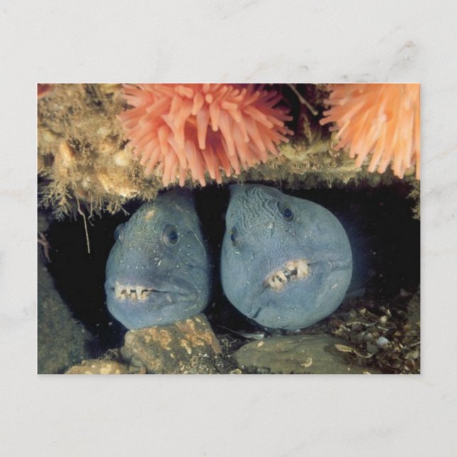 Atlantic Wolffish Postkarte (Vorderseite)