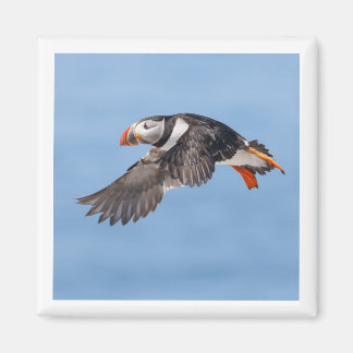 Atlantik-Papageientaucher 2x2 Magnet